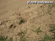 [P15] Solurile nisipoase de la Reci » foto by ancamariagadea*
 - 
<span class="allrVoted glyphicon glyphicon-heart hidden" id="av69915"></span>
<a class="m-l-10 hidden" id="sv69915" onclick="voting_Foto_DelVot(,69915,14513)" role="button">șterge vot <span class="glyphicon glyphicon-remove"></span></a>
<a id="v969915" class=" c-red"  onclick="voting_Foto_SetVot(69915)" role="button"><span class="glyphicon glyphicon-heart-empty"></span> <b>LIKE</b> = Votează poza</a> <img class="hidden"  id="f69915W9" src="/imagini/loader.gif" border="0" /><span class="AjErrMes hidden" id="e69915ErM"></span>