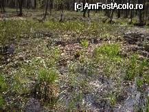 [P19] Mlastinile din Rezervatia Mestecanisul de la Reci » foto by ancamariagadea*
 - 
<span class="allrVoted glyphicon glyphicon-heart hidden" id="av69919"></span>
<a class="m-l-10 hidden" id="sv69919" onclick="voting_Foto_DelVot(,69919,14513)" role="button">șterge vot <span class="glyphicon glyphicon-remove"></span></a>
<a id="v969919" class=" c-red"  onclick="voting_Foto_SetVot(69919)" role="button"><span class="glyphicon glyphicon-heart-empty"></span> <b>LIKE</b> = Votează poza</a> <img class="hidden"  id="f69919W9" src="/imagini/loader.gif" border="0" /><span class="AjErrMes hidden" id="e69919ErM"></span>