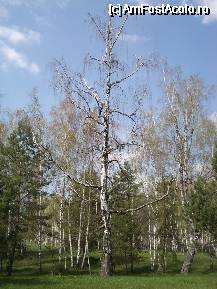 [P09] Un mesteacan trecut de prima tinerete » foto by ancamariagadea*
 - 
<span class="allrVoted glyphicon glyphicon-heart hidden" id="av69909"></span>
<a class="m-l-10 hidden" id="sv69909" onclick="voting_Foto_DelVot(,69909,14513)" role="button">șterge vot <span class="glyphicon glyphicon-remove"></span></a>
<a id="v969909" class=" c-red"  onclick="voting_Foto_SetVot(69909)" role="button"><span class="glyphicon glyphicon-heart-empty"></span> <b>LIKE</b> = Votează poza</a> <img class="hidden"  id="f69909W9" src="/imagini/loader.gif" border="0" /><span class="AjErrMes hidden" id="e69909ErM"></span>