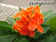 [P03] Admiram o floare frumoasa aflata la intrarea intr-un bloc » foto by ascent
 - 
<span class="allrVoted glyphicon glyphicon-heart hidden" id="av98947"></span>
<a class="m-l-10 hidden" id="sv98947" onclick="voting_Foto_DelVot(,98947,14513)" role="button">șterge vot <span class="glyphicon glyphicon-remove"></span></a>
<a id="v998947" class=" c-red"  onclick="voting_Foto_SetVot(98947)" role="button"><span class="glyphicon glyphicon-heart-empty"></span> <b>LIKE</b> = Votează poza</a> <img class="hidden"  id="f98947W9" src="/imagini/loader.gif" border="0" /><span class="AjErrMes hidden" id="e98947ErM"></span>