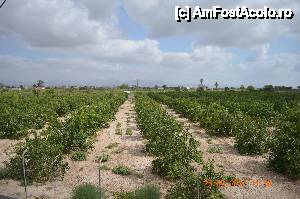 [P04] Plantatie de lamai in Benejuzar.  » foto by fregata
 - 
<span class="allrVoted glyphicon glyphicon-heart hidden" id="av437107"></span>
<a class="m-l-10 hidden" id="sv437107" onclick="voting_Foto_DelVot(,437107,14534)" role="button">șterge vot <span class="glyphicon glyphicon-remove"></span></a>
<a id="v9437107" class=" c-red"  onclick="voting_Foto_SetVot(437107)" role="button"><span class="glyphicon glyphicon-heart-empty"></span> <b>LIKE</b> = Votează poza</a> <img class="hidden"  id="f437107W9" src="/imagini/loader.gif" border="0" /><span class="AjErrMes hidden" id="e437107ErM"></span>