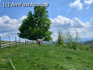 [P25] Locuitorii necuvantatori ai Fundăturii Ponorului » foto by Mika
 - 
<span class="allrVoted glyphicon glyphicon-heart hidden" id="av1299251"></span>
<a class="m-l-10 hidden" id="sv1299251" onclick="voting_Foto_DelVot(,1299251,14749)" role="button">șterge vot <span class="glyphicon glyphicon-remove"></span></a>
<a id="v91299251" class=" c-red"  onclick="voting_Foto_SetVot(1299251)" role="button"><span class="glyphicon glyphicon-heart-empty"></span> <b>LIKE</b> = Votează poza</a> <img class="hidden"  id="f1299251W9" src="/imagini/loader.gif" border="0" /><span class="AjErrMes hidden" id="e1299251ErM"></span>