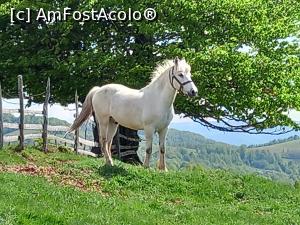 [P26] Locuitorii necuvantatori ai Fundăturii Ponorului » foto by Mika
 - 
<span class="allrVoted glyphicon glyphicon-heart hidden" id="av1299252"></span>
<a class="m-l-10 hidden" id="sv1299252" onclick="voting_Foto_DelVot(,1299252,14749)" role="button">șterge vot <span class="glyphicon glyphicon-remove"></span></a>
<a id="v91299252" class=" c-red"  onclick="voting_Foto_SetVot(1299252)" role="button"><span class="glyphicon glyphicon-heart-empty"></span> <b>LIKE</b> = Votează poza</a> <img class="hidden"  id="f1299252W9" src="/imagini/loader.gif" border="0" /><span class="AjErrMes hidden" id="e1299252ErM"></span>