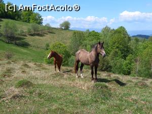 [P48] Locuitorii necuvantatori ai Fundăturii Ponorului » foto by Mika
 - 
<span class="allrVoted glyphicon glyphicon-heart hidden" id="av1299274"></span>
<a class="m-l-10 hidden" id="sv1299274" onclick="voting_Foto_DelVot(,1299274,14749)" role="button">șterge vot <span class="glyphicon glyphicon-remove"></span></a>
<a id="v91299274" class=" c-red"  onclick="voting_Foto_SetVot(1299274)" role="button"><span class="glyphicon glyphicon-heart-empty"></span> <b>LIKE</b> = Votează poza</a> <img class="hidden"  id="f1299274W9" src="/imagini/loader.gif" border="0" /><span class="AjErrMes hidden" id="e1299274ErM"></span>