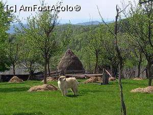 [P56] Locuitorii necuvantatori ai Fundăturii Ponorului » foto by Mika
 - 
<span class="allrVoted glyphicon glyphicon-heart hidden" id="av1299282"></span>
<a class="m-l-10 hidden" id="sv1299282" onclick="voting_Foto_DelVot(,1299282,14749)" role="button">șterge vot <span class="glyphicon glyphicon-remove"></span></a>
<a id="v91299282" class=" c-red"  onclick="voting_Foto_SetVot(1299282)" role="button"><span class="glyphicon glyphicon-heart-empty"></span> <b>LIKE</b> = Votează poza</a> <img class="hidden"  id="f1299282W9" src="/imagini/loader.gif" border="0" /><span class="AjErrMes hidden" id="e1299282ErM"></span>