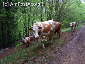 [P06] Spre Fundatura Ponorului » foto by Mika
 - 
<span class="allrVoted glyphicon glyphicon-heart hidden" id="av1299232"></span>
<a class="m-l-10 hidden" id="sv1299232" onclick="voting_Foto_DelVot(,1299232,14749)" role="button">șterge vot <span class="glyphicon glyphicon-remove"></span></a>
<a id="v91299232" class=" c-red"  onclick="voting_Foto_SetVot(1299232)" role="button"><span class="glyphicon glyphicon-heart-empty"></span> <b>LIKE</b> = Votează poza</a> <img class="hidden"  id="f1299232W9" src="/imagini/loader.gif" border="0" /><span class="AjErrMes hidden" id="e1299232ErM"></span>