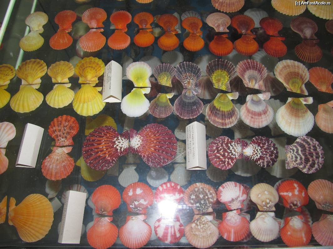 [P17] Muzeul scoicilor din Benitses- alte scoici minunate, alte culori » foto by luciaoradea
 - 
<span class="allrVoted glyphicon glyphicon-heart hidden" id="av532914"></span>
<a class="m-l-10 hidden" id="sv532914" onclick="voting_Foto_DelVot(,532914,14751)" role="button">șterge vot <span class="glyphicon glyphicon-remove"></span></a>
<a id="v9532914" class=" c-red"  onclick="voting_Foto_SetVot(532914)" role="button"><span class="glyphicon glyphicon-heart-empty"></span> <b>LIKE</b> = Votează poza</a> <img class="hidden"  id="f532914W9" src="/imagini/loader.gif" border="0" /><span class="AjErrMes hidden" id="e532914ErM"></span>