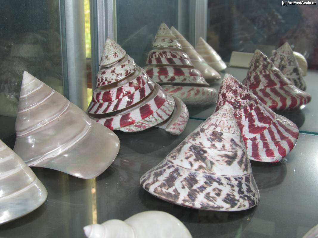 [P24] Muzeul scoicilor din Benitses » foto by luciaoradea
 - 
<span class="allrVoted glyphicon glyphicon-heart hidden" id="av532925"></span>
<a class="m-l-10 hidden" id="sv532925" onclick="voting_Foto_DelVot(,532925,14751)" role="button">șterge vot <span class="glyphicon glyphicon-remove"></span></a>
<a id="v9532925" class=" c-red"  onclick="voting_Foto_SetVot(532925)" role="button"><span class="glyphicon glyphicon-heart-empty"></span> <b>LIKE</b> = Votează poza</a> <img class="hidden"  id="f532925W9" src="/imagini/loader.gif" border="0" /><span class="AjErrMes hidden" id="e532925ErM"></span>