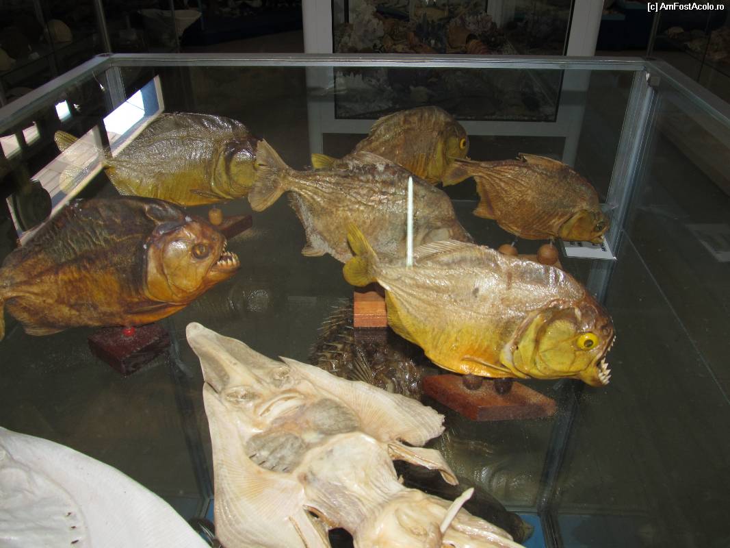 [P29] Muzeul scoicilor din Benitses » foto by luciaoradea
 - 
<span class="allrVoted glyphicon glyphicon-heart hidden" id="av532930"></span>
<a class="m-l-10 hidden" id="sv532930" onclick="voting_Foto_DelVot(,532930,14751)" role="button">șterge vot <span class="glyphicon glyphicon-remove"></span></a>
<a id="v9532930" class=" c-red"  onclick="voting_Foto_SetVot(532930)" role="button"><span class="glyphicon glyphicon-heart-empty"></span> <b>LIKE</b> = Votează poza</a> <img class="hidden"  id="f532930W9" src="/imagini/loader.gif" border="0" /><span class="AjErrMes hidden" id="e532930ErM"></span>