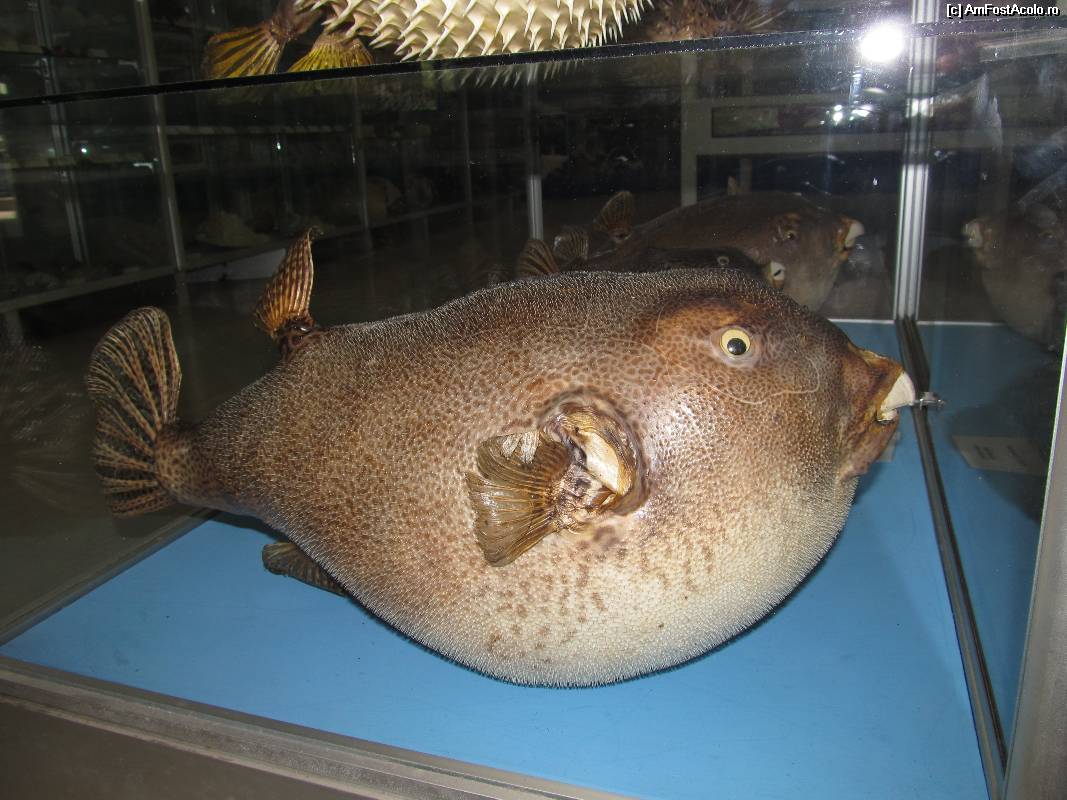 [P30] Muzeul scoicilor din Benitses » foto by luciaoradea
 - 
<span class="allrVoted glyphicon glyphicon-heart hidden" id="av532931"></span>
<a class="m-l-10 hidden" id="sv532931" onclick="voting_Foto_DelVot(,532931,14751)" role="button">șterge vot <span class="glyphicon glyphicon-remove"></span></a>
<a id="v9532931" class=" c-red"  onclick="voting_Foto_SetVot(532931)" role="button"><span class="glyphicon glyphicon-heart-empty"></span> <b>LIKE</b> = Votează poza</a> <img class="hidden"  id="f532931W9" src="/imagini/loader.gif" border="0" /><span class="AjErrMes hidden" id="e532931ErM"></span>