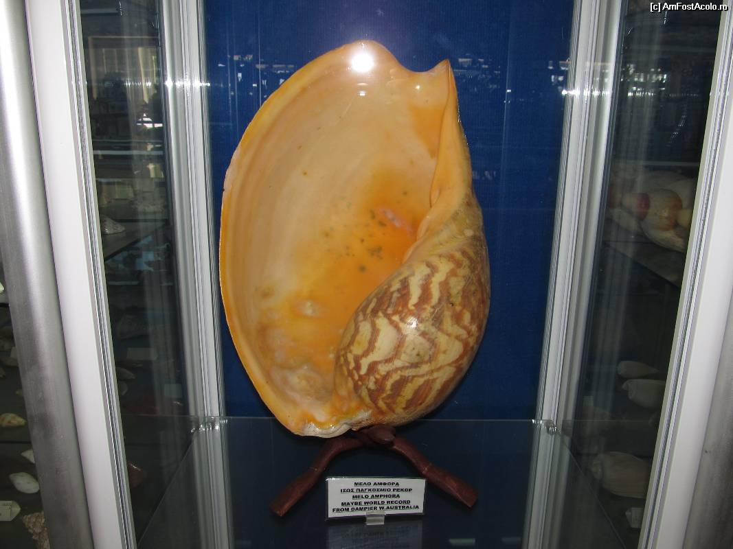 [P33] Muzeul scoicilor din Benitses- Mela Amphora » foto by luciaoradea
 - 
<span class="allrVoted glyphicon glyphicon-heart hidden" id="av532934"></span>
<a class="m-l-10 hidden" id="sv532934" onclick="voting_Foto_DelVot(,532934,14751)" role="button">șterge vot <span class="glyphicon glyphicon-remove"></span></a>
<a id="v9532934" class=" c-red"  onclick="voting_Foto_SetVot(532934)" role="button"><span class="glyphicon glyphicon-heart-empty"></span> <b>LIKE</b> = Votează poza</a> <img class="hidden"  id="f532934W9" src="/imagini/loader.gif" border="0" /><span class="AjErrMes hidden" id="e532934ErM"></span>