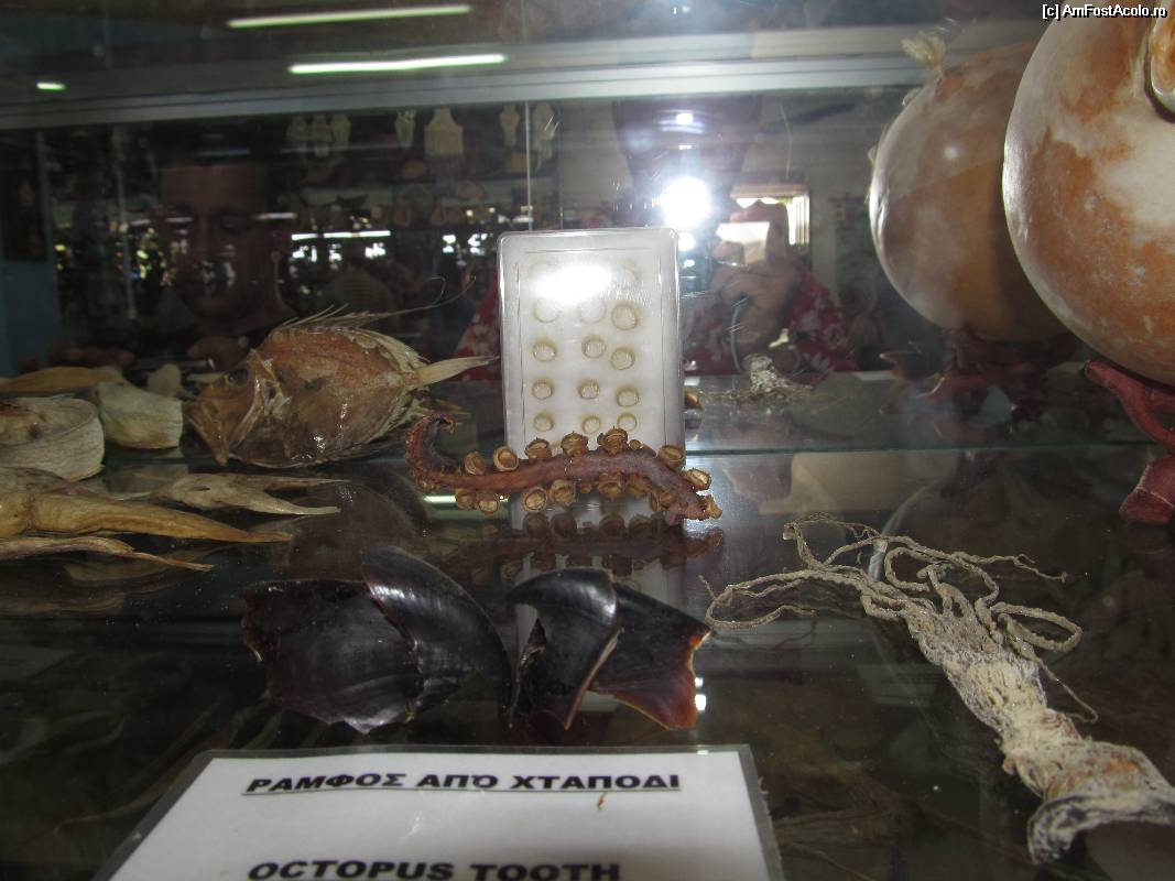 [P36] Muzeul scoicilor din Benitses » foto by luciaoradea
 - 
<span class="allrVoted glyphicon glyphicon-heart hidden" id="av532937"></span>
<a class="m-l-10 hidden" id="sv532937" onclick="voting_Foto_DelVot(,532937,14751)" role="button">șterge vot <span class="glyphicon glyphicon-remove"></span></a>
<a id="v9532937" class=" c-red"  onclick="voting_Foto_SetVot(532937)" role="button"><span class="glyphicon glyphicon-heart-empty"></span> <b>LIKE</b> = Votează poza</a> <img class="hidden"  id="f532937W9" src="/imagini/loader.gif" border="0" /><span class="AjErrMes hidden" id="e532937ErM"></span>