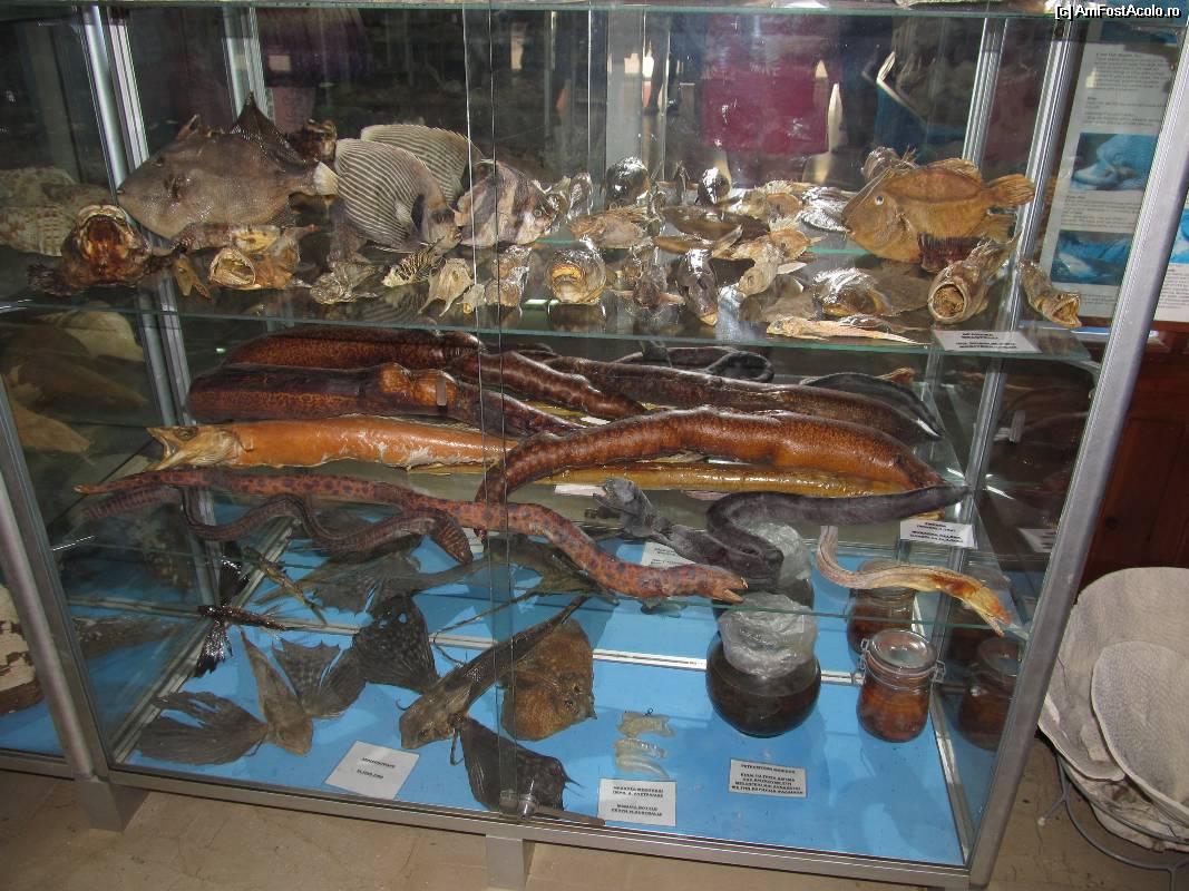 [P38] Muzeul scoicilor din Benitses » foto by luciaoradea
 - 
<span class="allrVoted glyphicon glyphicon-heart hidden" id="av532939"></span>
<a class="m-l-10 hidden" id="sv532939" onclick="voting_Foto_DelVot(,532939,14751)" role="button">șterge vot <span class="glyphicon glyphicon-remove"></span></a>
<a id="v9532939" class=" c-red"  onclick="voting_Foto_SetVot(532939)" role="button"><span class="glyphicon glyphicon-heart-empty"></span> <b>LIKE</b> = Votează poza</a> <img class="hidden"  id="f532939W9" src="/imagini/loader.gif" border="0" /><span class="AjErrMes hidden" id="e532939ErM"></span>