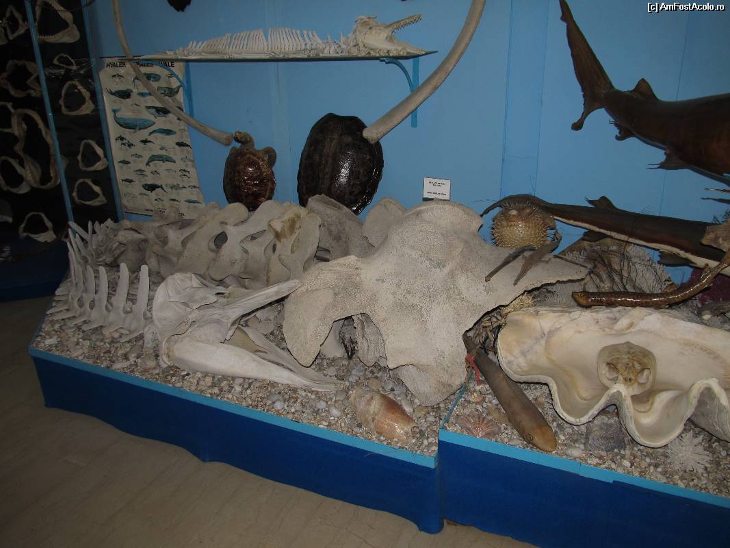 [P39] Muzeul scoicilor din Benitses » foto by luciaoradea
 - 
<span class="allrVoted glyphicon glyphicon-heart hidden" id="av532940"></span>
<a class="m-l-10 hidden" id="sv532940" onclick="voting_Foto_DelVot(,532940,14751)" role="button">șterge vot <span class="glyphicon glyphicon-remove"></span></a>
<a id="v9532940" class=" c-red"  onclick="voting_Foto_SetVot(532940)" role="button"><span class="glyphicon glyphicon-heart-empty"></span> <b>LIKE</b> = Votează poza</a> <img class="hidden"  id="f532940W9" src="/imagini/loader.gif" border="0" /><span class="AjErrMes hidden" id="e532940ErM"></span>