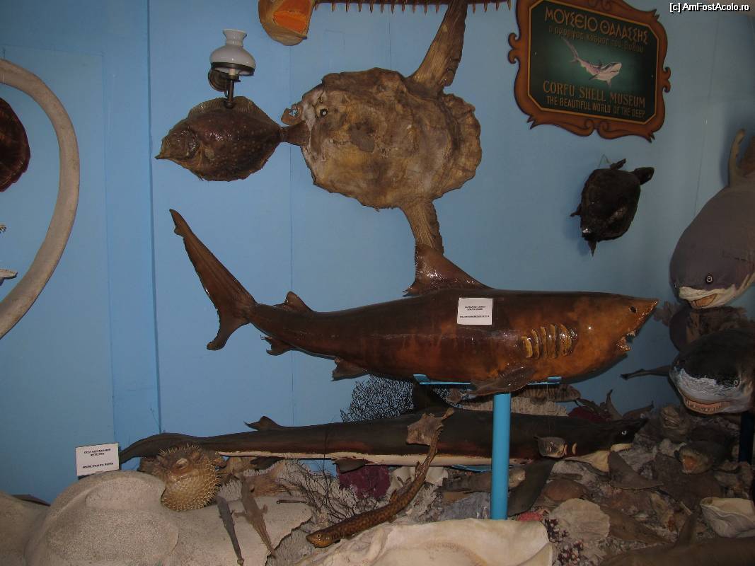 [P40] Muzeul scoicilor din Benitses » foto by luciaoradea
 - 
<span class="allrVoted glyphicon glyphicon-heart hidden" id="av532941"></span>
<a class="m-l-10 hidden" id="sv532941" onclick="voting_Foto_DelVot(,532941,14751)" role="button">șterge vot <span class="glyphicon glyphicon-remove"></span></a>
<a id="v9532941" class=" c-red"  onclick="voting_Foto_SetVot(532941)" role="button"><span class="glyphicon glyphicon-heart-empty"></span> <b>LIKE</b> = Votează poza</a> <img class="hidden"  id="f532941W9" src="/imagini/loader.gif" border="0" /><span class="AjErrMes hidden" id="e532941ErM"></span>