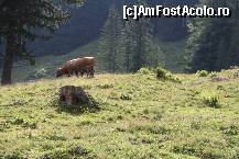 [P45] revenim spre Filzmoos - Unterhofalm, Filzmoos » foto by cristi_an3000
 - 
<span class="allrVoted glyphicon glyphicon-heart hidden" id="av446863"></span>
<a class="m-l-10 hidden" id="sv446863" onclick="voting_Foto_DelVot(,446863,14815)" role="button">șterge vot <span class="glyphicon glyphicon-remove"></span></a>
<a id="v9446863" class=" c-red"  onclick="voting_Foto_SetVot(446863)" role="button"><span class="glyphicon glyphicon-heart-empty"></span> <b>LIKE</b> = Votează poza</a> <img class="hidden"  id="f446863W9" src="/imagini/loader.gif" border="0" /><span class="AjErrMes hidden" id="e446863ErM"></span>