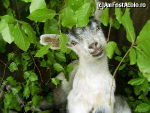 [P17] La stana, la tanti Maria! :)  » foto by Testosu'
 - 
<span class="allrVoted glyphicon glyphicon-heart hidden" id="av617548"></span>
<a class="m-l-10 hidden" id="sv617548" onclick="voting_Foto_DelVot(,617548,14820)" role="button">șterge vot <span class="glyphicon glyphicon-remove"></span></a>
<a id="v9617548" class=" c-red"  onclick="voting_Foto_SetVot(617548)" role="button"><span class="glyphicon glyphicon-heart-empty"></span> <b>LIKE</b> = Votează poza</a> <img class="hidden"  id="f617548W9" src="/imagini/loader.gif" border="0" /><span class="AjErrMes hidden" id="e617548ErM"></span>