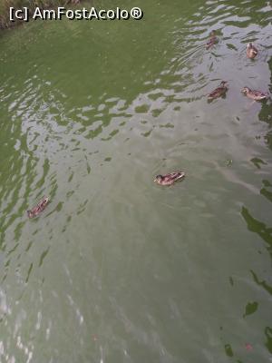 [P02] rățuștele de pe lac » foto by photozo
 - 
<span class="allrVoted glyphicon glyphicon-heart hidden" id="av1329229"></span>
<a class="m-l-10 hidden" id="sv1329229" onclick="voting_Foto_DelVot(,1329229,14876)" role="button">șterge vot <span class="glyphicon glyphicon-remove"></span></a>
<a id="v91329229" class=" c-red"  onclick="voting_Foto_SetVot(1329229)" role="button"><span class="glyphicon glyphicon-heart-empty"></span> <b>LIKE</b> = Votează poza</a> <img class="hidden"  id="f1329229W9" src="/imagini/loader.gif" border="0" /><span class="AjErrMes hidden" id="e1329229ErM"></span>