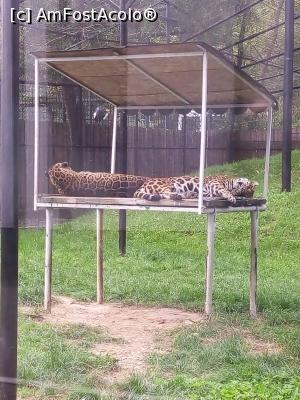 [P08]  -- <small>// FĂRĂ DESCRIERE</small> » foto by photozo
 - 
<span class="allrVoted glyphicon glyphicon-heart hidden" id="av1329235"></span>
<a class="m-l-10 hidden" id="sv1329235" onclick="voting_Foto_DelVot(,1329235,14876)" role="button">șterge vot <span class="glyphicon glyphicon-remove"></span></a>
<a id="v91329235" class=" c-red"  onclick="voting_Foto_SetVot(1329235)" role="button"><span class="glyphicon glyphicon-heart-empty"></span> <b>LIKE</b> = Votează poza</a> <img class="hidden"  id="f1329235W9" src="/imagini/loader.gif" border="0" /><span class="AjErrMes hidden" id="e1329235ErM"></span>