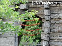 [P20] ardei rosu la uscat, deci cineva chiar se ocupa pe acolo » foto by diana-s
 - 
<span class="allrVoted glyphicon glyphicon-heart hidden" id="av325374"></span>
<a class="m-l-10 hidden" id="sv325374" onclick="voting_Foto_DelVot(,325374,14876)" role="button">șterge vot <span class="glyphicon glyphicon-remove"></span></a>
<a id="v9325374" class=" c-red"  onclick="voting_Foto_SetVot(325374)" role="button"><span class="glyphicon glyphicon-heart-empty"></span> <b>LIKE</b> = Votează poza</a> <img class="hidden"  id="f325374W9" src="/imagini/loader.gif" border="0" /><span class="AjErrMes hidden" id="e325374ErM"></span>