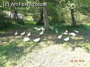 [P05] Muzeul Astra » foto by ⭐ValentinB_88⭐
 - 
<span class="allrVoted glyphicon glyphicon-heart hidden" id="av1211644"></span>
<a class="m-l-10 hidden" id="sv1211644" onclick="voting_Foto_DelVot(,1211644,14876)" role="button">șterge vot <span class="glyphicon glyphicon-remove"></span></a>
<a id="v91211644" class=" c-red"  onclick="voting_Foto_SetVot(1211644)" role="button"><span class="glyphicon glyphicon-heart-empty"></span> <b>LIKE</b> = Votează poza</a> <img class="hidden"  id="f1211644W9" src="/imagini/loader.gif" border="0" /><span class="AjErrMes hidden" id="e1211644ErM"></span>