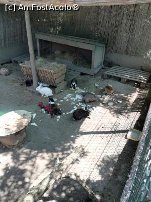 [P11] <strong>Zoo Sibiu</strong> » foto by ⭐ValentinB_88⭐
 - 
<span class="allrVoted glyphicon glyphicon-heart hidden" id="av1235403"></span>
<a class="m-l-10 hidden" id="sv1235403" onclick="voting_Foto_DelVot(,1235403,14876)" role="button">șterge vot <span class="glyphicon glyphicon-remove"></span></a>
<a id="v91235403" class=" c-red"  onclick="voting_Foto_SetVot(1235403)" role="button"><span class="glyphicon glyphicon-heart-empty"></span> <b>LIKE</b> = Votează poza</a> <img class="hidden"  id="f1235403W9" src="/imagini/loader.gif" border="0" /><span class="AjErrMes hidden" id="e1235403ErM"></span>