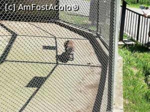 [P13] <strong>Zoo Sibiu</strong> » foto by ⭐ValentinB_88⭐
 - 
<span class="allrVoted glyphicon glyphicon-heart hidden" id="av1235405"></span>
<a class="m-l-10 hidden" id="sv1235405" onclick="voting_Foto_DelVot(,1235405,14876)" role="button">șterge vot <span class="glyphicon glyphicon-remove"></span></a>
<a id="v91235405" class=" c-red"  onclick="voting_Foto_SetVot(1235405)" role="button"><span class="glyphicon glyphicon-heart-empty"></span> <b>LIKE</b> = Votează poza</a> <img class="hidden"  id="f1235405W9" src="/imagini/loader.gif" border="0" /><span class="AjErrMes hidden" id="e1235405ErM"></span>