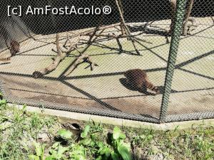 [P14] <strong>Zoo Sibiu</strong> » foto by ⭐ValentinB_88⭐
 - 
<span class="allrVoted glyphicon glyphicon-heart hidden" id="av1235406"></span>
<a class="m-l-10 hidden" id="sv1235406" onclick="voting_Foto_DelVot(,1235406,14876)" role="button">șterge vot <span class="glyphicon glyphicon-remove"></span></a>
<a id="v91235406" class=" c-red"  onclick="voting_Foto_SetVot(1235406)" role="button"><span class="glyphicon glyphicon-heart-empty"></span> <b>LIKE</b> = Votează poza</a> <img class="hidden"  id="f1235406W9" src="/imagini/loader.gif" border="0" /><span class="AjErrMes hidden" id="e1235406ErM"></span>