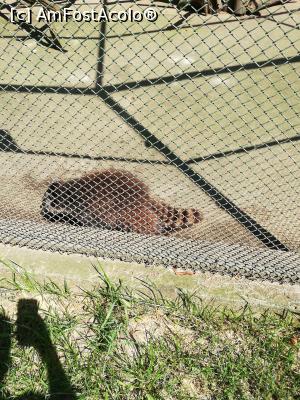 [P16] <strong>Zoo Sibiu</strong> » foto by ⭐ValentinB_88⭐
 - 
<span class="allrVoted glyphicon glyphicon-heart hidden" id="av1235408"></span>
<a class="m-l-10 hidden" id="sv1235408" onclick="voting_Foto_DelVot(,1235408,14876)" role="button">șterge vot <span class="glyphicon glyphicon-remove"></span></a>
<a id="v91235408" class=" c-red"  onclick="voting_Foto_SetVot(1235408)" role="button"><span class="glyphicon glyphicon-heart-empty"></span> <b>LIKE</b> = Votează poza</a> <img class="hidden"  id="f1235408W9" src="/imagini/loader.gif" border="0" /><span class="AjErrMes hidden" id="e1235408ErM"></span>