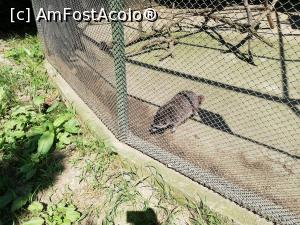 [P17] <strong>Zoo Sibiu</strong> » foto by ⭐ValentinB_88⭐
 - 
<span class="allrVoted glyphicon glyphicon-heart hidden" id="av1235409"></span>
<a class="m-l-10 hidden" id="sv1235409" onclick="voting_Foto_DelVot(,1235409,14876)" role="button">șterge vot <span class="glyphicon glyphicon-remove"></span></a>
<a id="v91235409" class=" c-red"  onclick="voting_Foto_SetVot(1235409)" role="button"><span class="glyphicon glyphicon-heart-empty"></span> <b>LIKE</b> = Votează poza</a> <img class="hidden"  id="f1235409W9" src="/imagini/loader.gif" border="0" /><span class="AjErrMes hidden" id="e1235409ErM"></span>