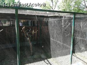 [P20] <strong>Zoo Sibiu</strong> » foto by ⭐ValentinB_88⭐
 - 
<span class="allrVoted glyphicon glyphicon-heart hidden" id="av1235412"></span>
<a class="m-l-10 hidden" id="sv1235412" onclick="voting_Foto_DelVot(,1235412,14876)" role="button">șterge vot <span class="glyphicon glyphicon-remove"></span></a>
<a id="v91235412" class=" c-red"  onclick="voting_Foto_SetVot(1235412)" role="button"><span class="glyphicon glyphicon-heart-empty"></span> <b>LIKE</b> = Votează poza</a> <img class="hidden"  id="f1235412W9" src="/imagini/loader.gif" border="0" /><span class="AjErrMes hidden" id="e1235412ErM"></span>