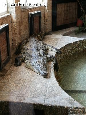 [P23] <strong>Zoo Sibiu</strong> » foto by ⭐ValentinB_88⭐
 - 
<span class="allrVoted glyphicon glyphicon-heart hidden" id="av1235415"></span>
<a class="m-l-10 hidden" id="sv1235415" onclick="voting_Foto_DelVot(,1235415,14876)" role="button">șterge vot <span class="glyphicon glyphicon-remove"></span></a>
<a id="v91235415" class=" c-red"  onclick="voting_Foto_SetVot(1235415)" role="button"><span class="glyphicon glyphicon-heart-empty"></span> <b>LIKE</b> = Votează poza</a> <img class="hidden"  id="f1235415W9" src="/imagini/loader.gif" border="0" /><span class="AjErrMes hidden" id="e1235415ErM"></span>