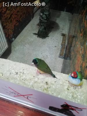 [P27] <strong>Zoo Sibiu</strong> » foto by ⭐ValentinB_88⭐
 - 
<span class="allrVoted glyphicon glyphicon-heart hidden" id="av1235419"></span>
<a class="m-l-10 hidden" id="sv1235419" onclick="voting_Foto_DelVot(,1235419,14876)" role="button">șterge vot <span class="glyphicon glyphicon-remove"></span></a>
<a id="v91235419" class=" c-red"  onclick="voting_Foto_SetVot(1235419)" role="button"><span class="glyphicon glyphicon-heart-empty"></span> <b>LIKE</b> = Votează poza</a> <img class="hidden"  id="f1235419W9" src="/imagini/loader.gif" border="0" /><span class="AjErrMes hidden" id="e1235419ErM"></span>