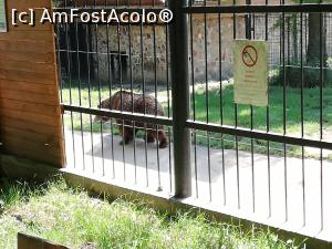 [P29] <strong>Zoo Sibiu</strong> » foto by ⭐ValentinB_88⭐
 - 
<span class="allrVoted glyphicon glyphicon-heart hidden" id="av1235421"></span>
<a class="m-l-10 hidden" id="sv1235421" onclick="voting_Foto_DelVot(,1235421,14876)" role="button">șterge vot <span class="glyphicon glyphicon-remove"></span></a>
<a id="v91235421" class=" c-red"  onclick="voting_Foto_SetVot(1235421)" role="button"><span class="glyphicon glyphicon-heart-empty"></span> <b>LIKE</b> = Votează poza</a> <img class="hidden"  id="f1235421W9" src="/imagini/loader.gif" border="0" /><span class="AjErrMes hidden" id="e1235421ErM"></span>