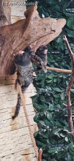 [P11] Marmositele despre care v-am povestit. » foto by ⭐ValentinB_88⭐
 - 
<span class="allrVoted glyphicon glyphicon-heart hidden" id="av1420038"></span>
<a class="m-l-10 hidden" id="sv1420038" onclick="voting_Foto_DelVot(,1420038,14876)" role="button">șterge vot <span class="glyphicon glyphicon-remove"></span></a>
<a id="v91420038" class=" c-red"  onclick="voting_Foto_SetVot(1420038)" role="button"><span class="glyphicon glyphicon-heart-empty"></span> <b>LIKE</b> = Votează poza</a> <img class="hidden"  id="f1420038W9" src="/imagini/loader.gif" border="0" /><span class="AjErrMes hidden" id="e1420038ErM"></span>