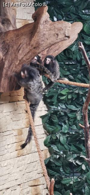 [P12] Marmositele despre care v-am povestit. » foto by ⭐ValentinB_88⭐
 - 
<span class="allrVoted glyphicon glyphicon-heart hidden" id="av1420039"></span>
<a class="m-l-10 hidden" id="sv1420039" onclick="voting_Foto_DelVot(,1420039,14876)" role="button">șterge vot <span class="glyphicon glyphicon-remove"></span></a>
<a id="v91420039" class=" c-red"  onclick="voting_Foto_SetVot(1420039)" role="button"><span class="glyphicon glyphicon-heart-empty"></span> <b>LIKE</b> = Votează poza</a> <img class="hidden"  id="f1420039W9" src="/imagini/loader.gif" border="0" /><span class="AjErrMes hidden" id="e1420039ErM"></span>