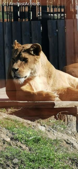 [P14] Un close up cu acest minunată leoaică. » foto by ⭐ValentinB_88⭐
 - 
<span class="allrVoted glyphicon glyphicon-heart hidden" id="av1420041"></span>
<a class="m-l-10 hidden" id="sv1420041" onclick="voting_Foto_DelVot(,1420041,14876)" role="button">șterge vot <span class="glyphicon glyphicon-remove"></span></a>
<a id="v91420041" class=" c-red"  onclick="voting_Foto_SetVot(1420041)" role="button"><span class="glyphicon glyphicon-heart-empty"></span> <b>LIKE</b> = Votează poza</a> <img class="hidden"  id="f1420041W9" src="/imagini/loader.gif" border="0" /><span class="AjErrMes hidden" id="e1420041ErM"></span>