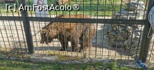 [P15] Ursul mor mor... » foto by ⭐ValentinB_88⭐
 - 
<span class="allrVoted glyphicon glyphicon-heart hidden" id="av1420042"></span>
<a class="m-l-10 hidden" id="sv1420042" onclick="voting_Foto_DelVot(,1420042,14876)" role="button">șterge vot <span class="glyphicon glyphicon-remove"></span></a>
<a id="v91420042" class=" c-red"  onclick="voting_Foto_SetVot(1420042)" role="button"><span class="glyphicon glyphicon-heart-empty"></span> <b>LIKE</b> = Votează poza</a> <img class="hidden"  id="f1420042W9" src="/imagini/loader.gif" border="0" /><span class="AjErrMes hidden" id="e1420042ErM"></span>