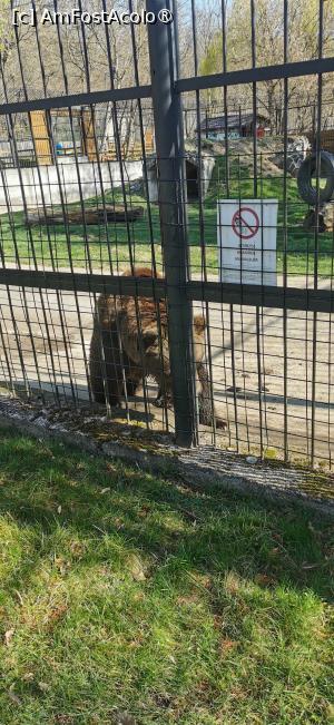 [P16] Ursul mor mor... » foto by ⭐ValentinB_88⭐
 - 
<span class="allrVoted glyphicon glyphicon-heart hidden" id="av1420043"></span>
<a class="m-l-10 hidden" id="sv1420043" onclick="voting_Foto_DelVot(,1420043,14876)" role="button">șterge vot <span class="glyphicon glyphicon-remove"></span></a>
<a id="v91420043" class=" c-red"  onclick="voting_Foto_SetVot(1420043)" role="button"><span class="glyphicon glyphicon-heart-empty"></span> <b>LIKE</b> = Votează poza</a> <img class="hidden"  id="f1420043W9" src="/imagini/loader.gif" border="0" /><span class="AjErrMes hidden" id="e1420043ErM"></span>