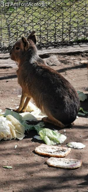 [P17] Un fel de cangur-iepure. » foto by ⭐ValentinB_88⭐
 - 
<span class="allrVoted glyphicon glyphicon-heart hidden" id="av1420044"></span>
<a class="m-l-10 hidden" id="sv1420044" onclick="voting_Foto_DelVot(,1420044,14876)" role="button">șterge vot <span class="glyphicon glyphicon-remove"></span></a>
<a id="v91420044" class=" c-red"  onclick="voting_Foto_SetVot(1420044)" role="button"><span class="glyphicon glyphicon-heart-empty"></span> <b>LIKE</b> = Votează poza</a> <img class="hidden"  id="f1420044W9" src="/imagini/loader.gif" border="0" /><span class="AjErrMes hidden" id="e1420044ErM"></span>