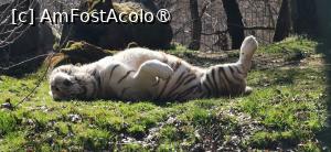 [P03] Oboseală maximă... » foto by ⭐ValentinB_88⭐
 - 
<span class="allrVoted glyphicon glyphicon-heart hidden" id="av1420030"></span>
<a class="m-l-10 hidden" id="sv1420030" onclick="voting_Foto_DelVot(,1420030,14876)" role="button">șterge vot <span class="glyphicon glyphicon-remove"></span></a>
<a id="v91420030" class=" c-red"  onclick="voting_Foto_SetVot(1420030)" role="button"><span class="glyphicon glyphicon-heart-empty"></span> <b>LIKE</b> = Votează poza</a> <img class="hidden"  id="f1420030W9" src="/imagini/loader.gif" border="0" /><span class="AjErrMes hidden" id="e1420030ErM"></span>