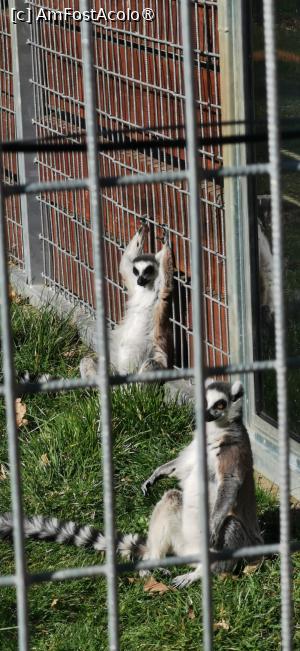 [P08] Lemurii &icirc;n niște pozitii super haioase ! » foto by ⭐ValentinB_88⭐
 - 
<span class="allrVoted glyphicon glyphicon-heart hidden" id="av1420035"></span>
<a class="m-l-10 hidden" id="sv1420035" onclick="voting_Foto_DelVot(,1420035,14876)" role="button">șterge vot <span class="glyphicon glyphicon-remove"></span></a>
<a id="v91420035" class=" c-red"  onclick="voting_Foto_SetVot(1420035)" role="button"><span class="glyphicon glyphicon-heart-empty"></span> <b>LIKE</b> = Votează poza</a> <img class="hidden"  id="f1420035W9" src="/imagini/loader.gif" border="0" /><span class="AjErrMes hidden" id="e1420035ErM"></span>