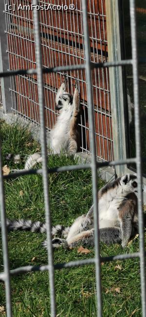 [P09] Lemurii &icirc;n niște pozitii super haioase ! » foto by ⭐ValentinB_88⭐
 - 
<span class="allrVoted glyphicon glyphicon-heart hidden" id="av1420036"></span>
<a class="m-l-10 hidden" id="sv1420036" onclick="voting_Foto_DelVot(,1420036,14876)" role="button">șterge vot <span class="glyphicon glyphicon-remove"></span></a>
<a id="v91420036" class=" c-red"  onclick="voting_Foto_SetVot(1420036)" role="button"><span class="glyphicon glyphicon-heart-empty"></span> <b>LIKE</b> = Votează poza</a> <img class="hidden"  id="f1420036W9" src="/imagini/loader.gif" border="0" /><span class="AjErrMes hidden" id="e1420036ErM"></span>