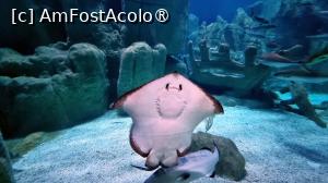 [P17] Akvaryum Florya Istanbul » foto by pepsi70ro
 - 
<span class="allrVoted glyphicon glyphicon-heart hidden" id="av1517764"></span>
<a class="m-l-10 hidden" id="sv1517764" onclick="voting_Foto_DelVot(,1517764,14995)" role="button">șterge vot <span class="glyphicon glyphicon-remove"></span></a>
<a id="v91517764" class=" c-red"  onclick="voting_Foto_SetVot(1517764)" role="button"><span class="glyphicon glyphicon-heart-empty"></span> <b>LIKE</b> = Votează poza</a> <img class="hidden"  id="f1517764W9" src="/imagini/loader.gif" border="0" /><span class="AjErrMes hidden" id="e1517764ErM"></span>