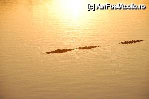 [P14] Crocodilul care si-a facut putin aparatia.  » foto by MarianaSaru
 - 
<span class="allrVoted glyphicon glyphicon-heart hidden" id="av458797"></span>
<a class="m-l-10 hidden" id="sv458797" onclick="voting_Foto_DelVot(,458797,15176)" role="button">șterge vot <span class="glyphicon glyphicon-remove"></span></a>
<a id="v9458797" class=" c-red"  onclick="voting_Foto_SetVot(458797)" role="button"><span class="glyphicon glyphicon-heart-empty"></span> <b>LIKE</b> = Votează poza</a> <img class="hidden"  id="f458797W9" src="/imagini/loader.gif" border="0" /><span class="AjErrMes hidden" id="e458797ErM"></span>