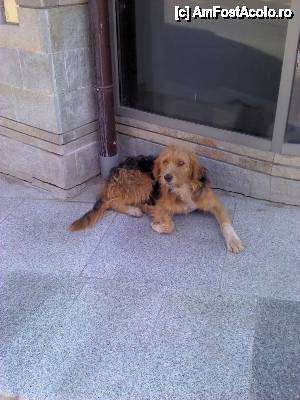 [P26] Devin - hai-hui prin oraș; cel mai simpatic locuitor... Zău că-mi venea să-l iau acasă, da' n-avea pașaport. :( » foto by Dragoș_MD
 - 
<span class="allrVoted glyphicon glyphicon-heart hidden" id="av463598"></span>
<a class="m-l-10 hidden" id="sv463598" onclick="voting_Foto_DelVot(,463598,15256)" role="button">șterge vot <span class="glyphicon glyphicon-remove"></span></a>
<a id="v9463598" class=" c-red"  onclick="voting_Foto_SetVot(463598)" role="button"><span class="glyphicon glyphicon-heart-empty"></span> <b>LIKE</b> = Votează poza</a> <img class="hidden"  id="f463598W9" src="/imagini/loader.gif" border="0" /><span class="AjErrMes hidden" id="e463598ErM"></span>