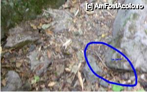 [P87] Devin - traseul ecoturistic Struiliţa - Kaleto - Lîcata / poteca spre cascada Samovodsko prâskalo, aici am dat peste viperă (sau ea peste noi)...  » foto by Dragoș_MD
 - 
<span class="allrVoted glyphicon glyphicon-heart hidden" id="av464793"></span>
<a class="m-l-10 hidden" id="sv464793" onclick="voting_Foto_DelVot(,464793,15256)" role="button">șterge vot <span class="glyphicon glyphicon-remove"></span></a>
<a id="v9464793" class=" c-red"  onclick="voting_Foto_SetVot(464793)" role="button"><span class="glyphicon glyphicon-heart-empty"></span> <b>LIKE</b> = Votează poza</a> <img class="hidden"  id="f464793W9" src="/imagini/loader.gif" border="0" /><span class="AjErrMes hidden" id="e464793ErM"></span>