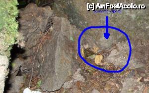[P88] Devin - traseul ecoturistic Struiliţa - Kaleto - Lîcata / poteca spre cascada Samovodsko prâskalo; aici abia i se mai vedea spinarea șerpălăului...  » foto by Dragoș_MD
 - 
<span class="allrVoted glyphicon glyphicon-heart hidden" id="av464802"></span>
<a class="m-l-10 hidden" id="sv464802" onclick="voting_Foto_DelVot(,464802,15256)" role="button">șterge vot <span class="glyphicon glyphicon-remove"></span></a>
<a id="v9464802" class=" c-red"  onclick="voting_Foto_SetVot(464802)" role="button"><span class="glyphicon glyphicon-heart-empty"></span> <b>LIKE</b> = Votează poza</a> <img class="hidden"  id="f464802W9" src="/imagini/loader.gif" border="0" /><span class="AjErrMes hidden" id="e464802ErM"></span>