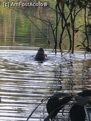 [P27] crocodilul John » foto by robert
 - 
<span class="allrVoted glyphicon glyphicon-heart hidden" id="av1130340"></span>
<a class="m-l-10 hidden" id="sv1130340" onclick="voting_Foto_DelVot(,1130340,15276)" role="button">șterge vot <span class="glyphicon glyphicon-remove"></span></a>
<a id="v91130340" class=" c-red"  onclick="voting_Foto_SetVot(1130340)" role="button"><span class="glyphicon glyphicon-heart-empty"></span> <b>LIKE</b> = Votează poza</a> <img class="hidden"  id="f1130340W9" src="/imagini/loader.gif" border="0" /><span class="AjErrMes hidden" id="e1130340ErM"></span>