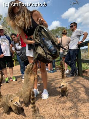 [P72] animale jucăuse » foto by robert
 - 
<span class="allrVoted glyphicon glyphicon-heart hidden" id="av1130385"></span>
<a class="m-l-10 hidden" id="sv1130385" onclick="voting_Foto_DelVot(,1130385,15276)" role="button">șterge vot <span class="glyphicon glyphicon-remove"></span></a>
<a id="v91130385" class=" c-red"  onclick="voting_Foto_SetVot(1130385)" role="button"><span class="glyphicon glyphicon-heart-empty"></span> <b>LIKE</b> = Votează poza</a> <img class="hidden"  id="f1130385W9" src="/imagini/loader.gif" border="0" /><span class="AjErrMes hidden" id="e1130385ErM"></span>